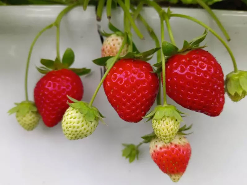大湖草莓目前正值第一期花結果產期，沿台3線兩側都有傳統栽植及高架草莓園，提供遊客採果